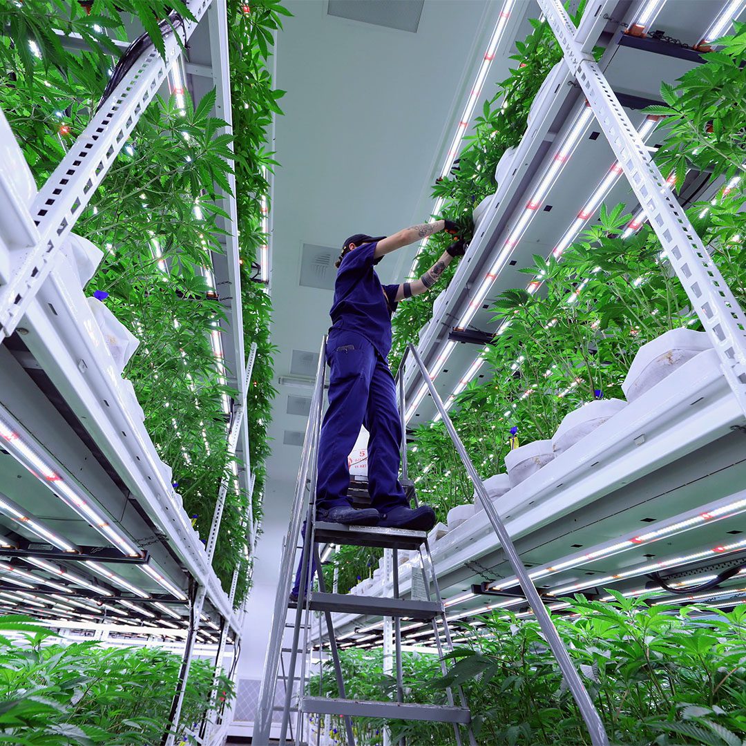 Accessing 3rd Level Pipp Horticulture Racks at Culta