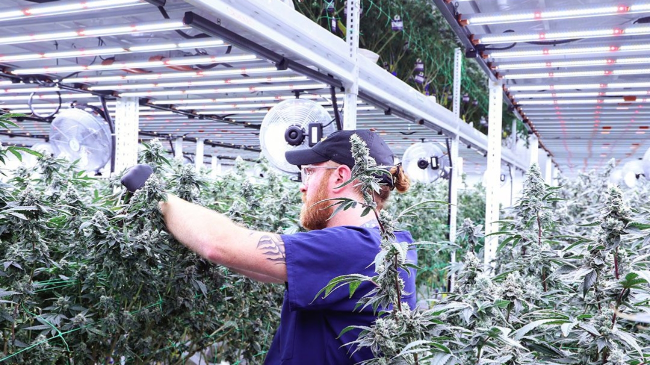 Cultivating Cannabis at Culta with Pipp Horticulture Racks
