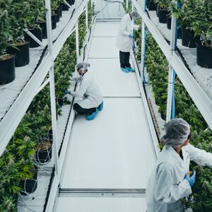 [CHECKLIST] 10 Safety Tips in the Grow Room