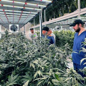 Cannabis Growers Using Pipp Horticulture at Culta