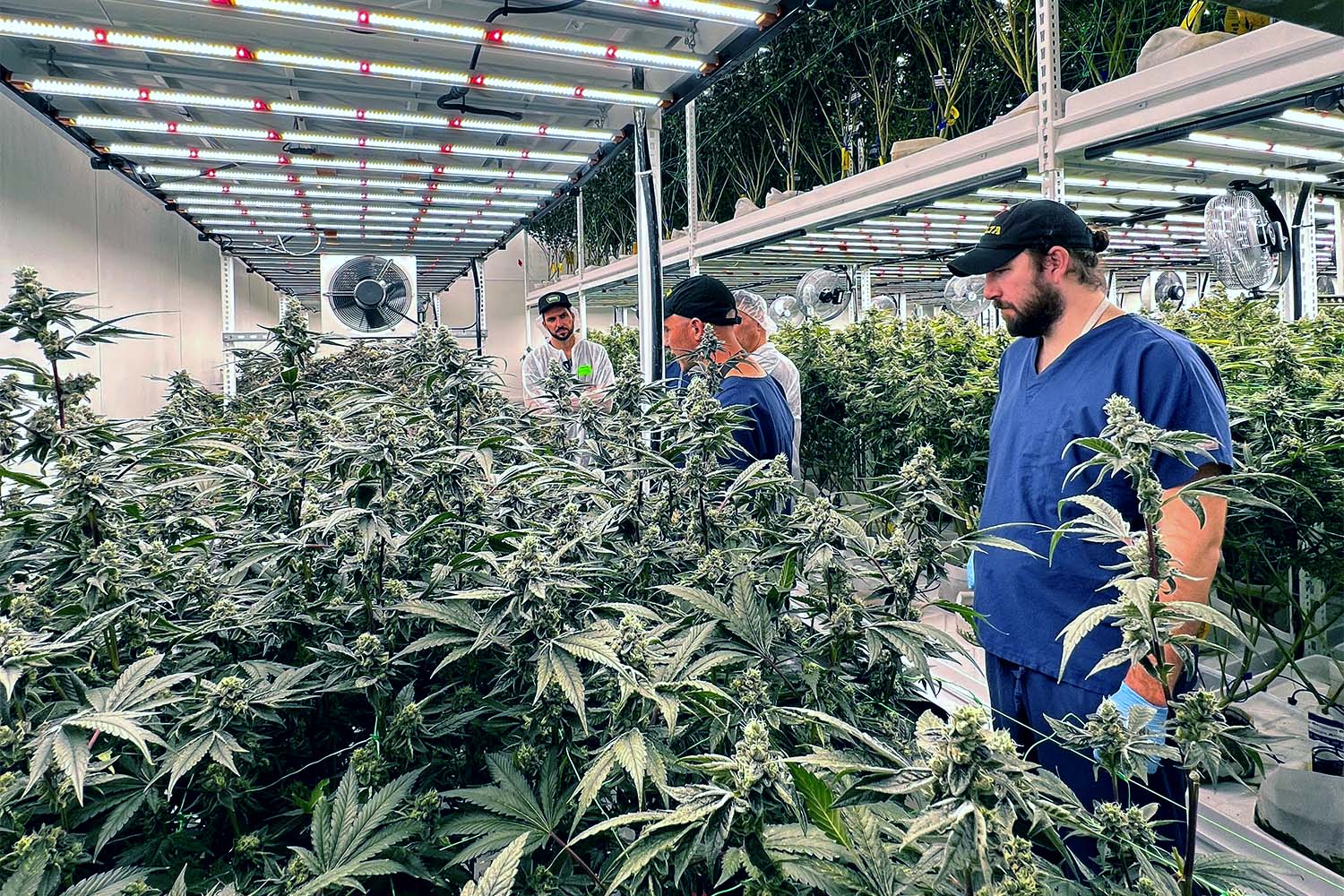 Cannabis Growers Using Pipp Horticulture at Culta
