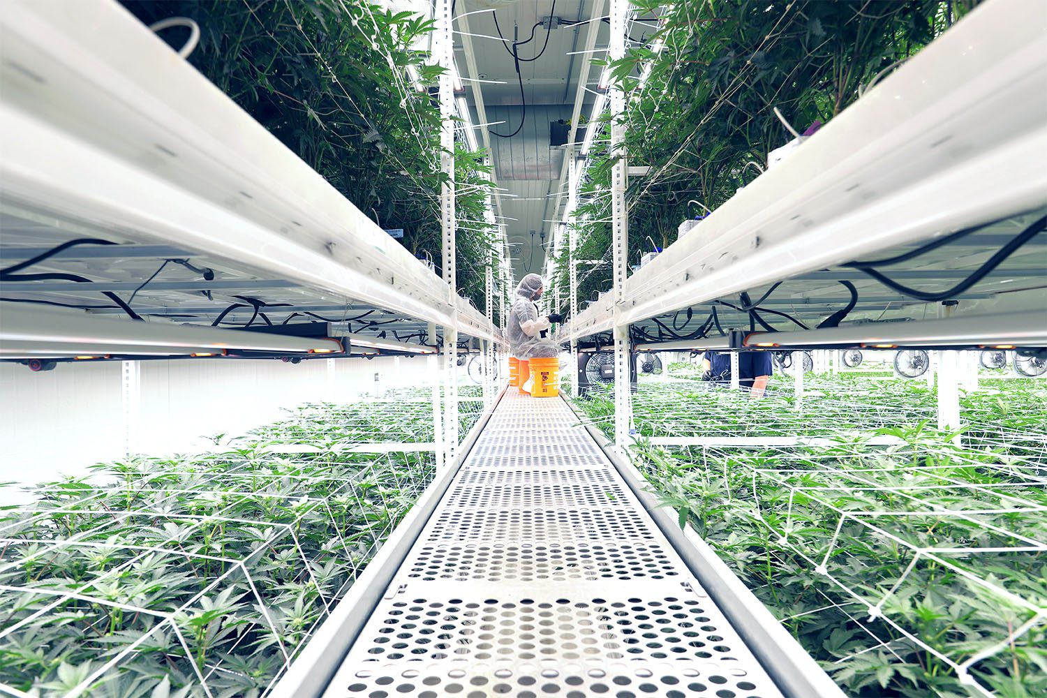 Cannabis Cultivators Using ELEVATE by Pipp to Access 2nd Level Multi-Tier Racks