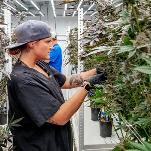 Why Vertical Farming Is Important in Urban Real Estate Markets