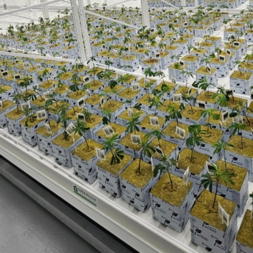 Fresh Grow's veg room