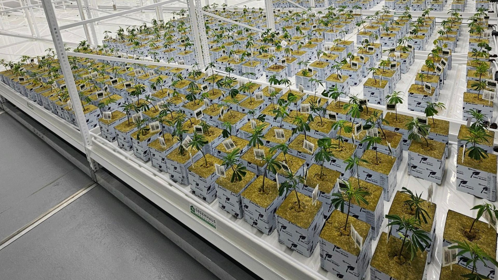 Fresh Grow's veg room