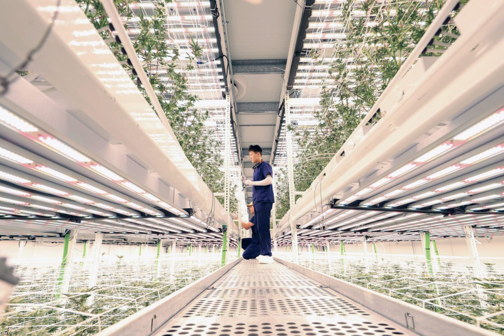 Using Catwalk to Service Second Level of Cannabis Plants