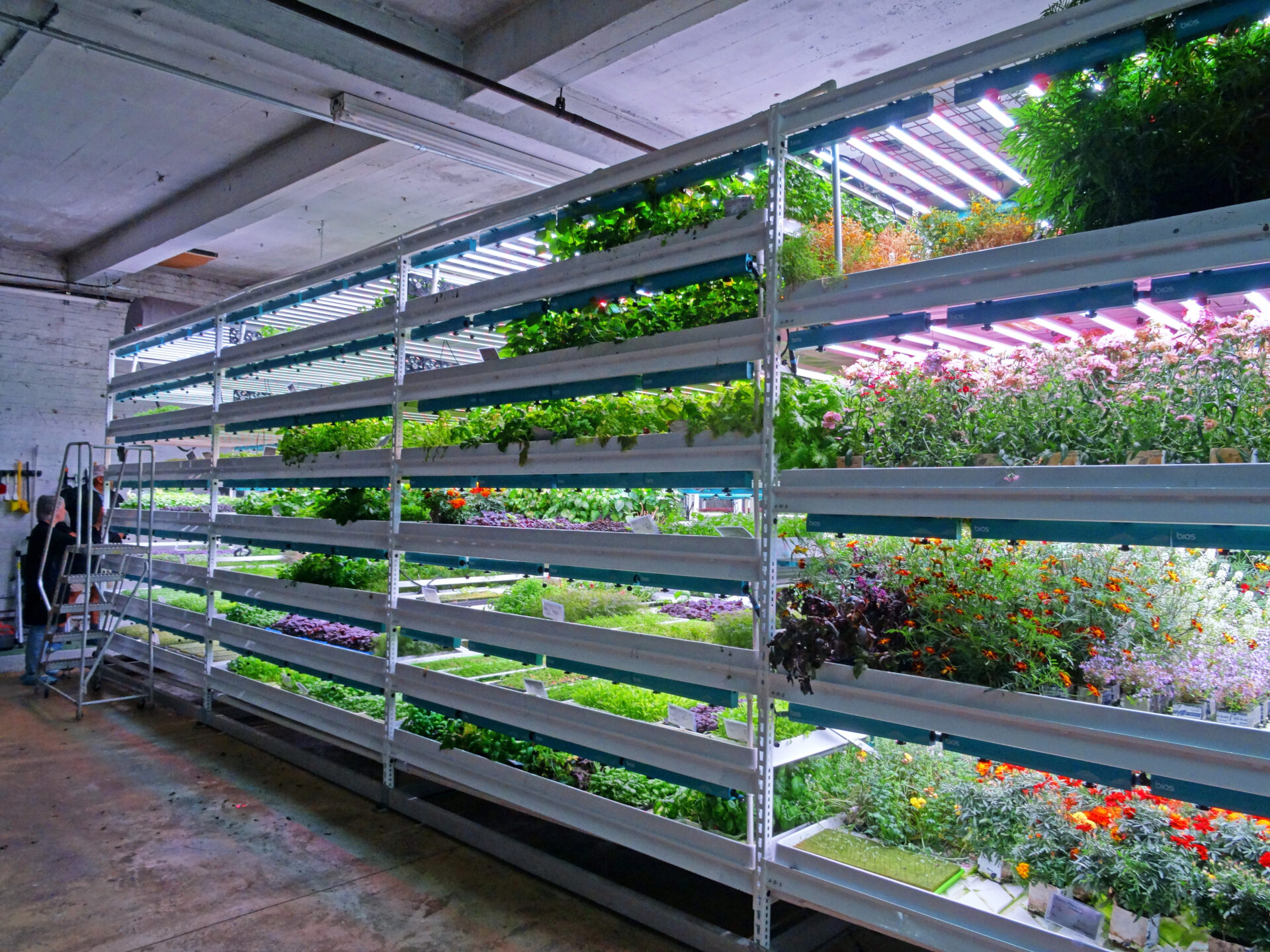 Micro Greens on Pipp Horticulture Vertical Grow Racks