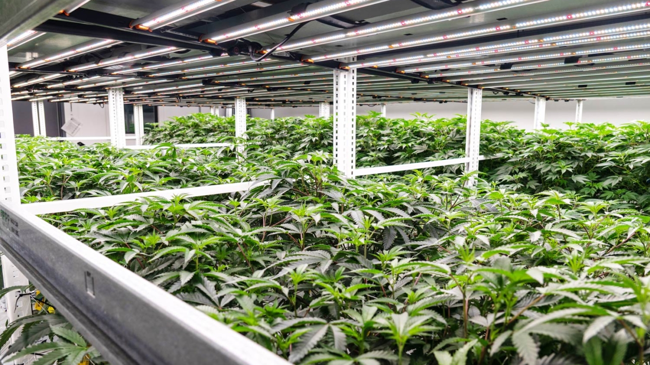 Multi-Tier Cannabis Cultivation