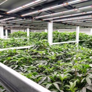Timing Your Veg in Multi-Tier Cannabis Cultivation