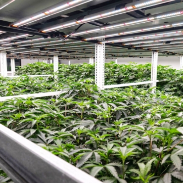 Multi-Tier Cannabis Cultivation