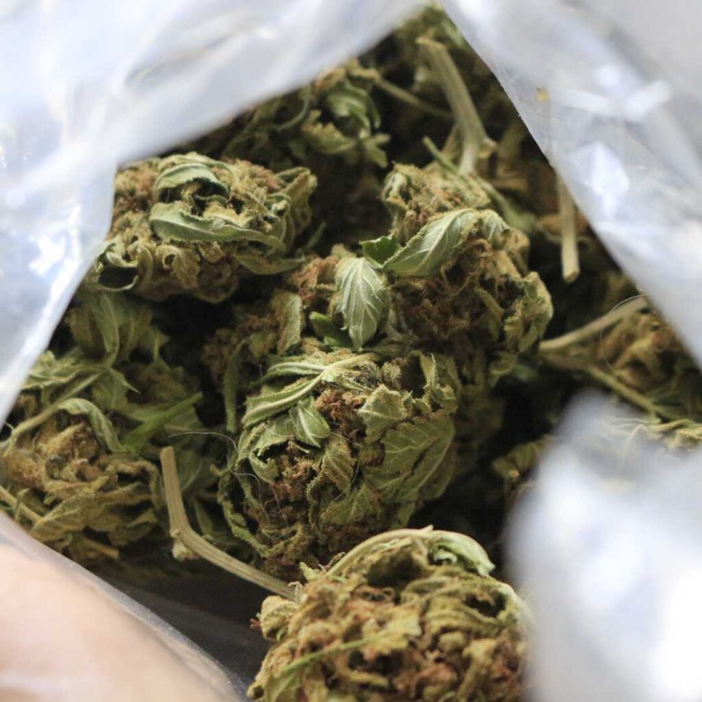 Cannabis Curing
