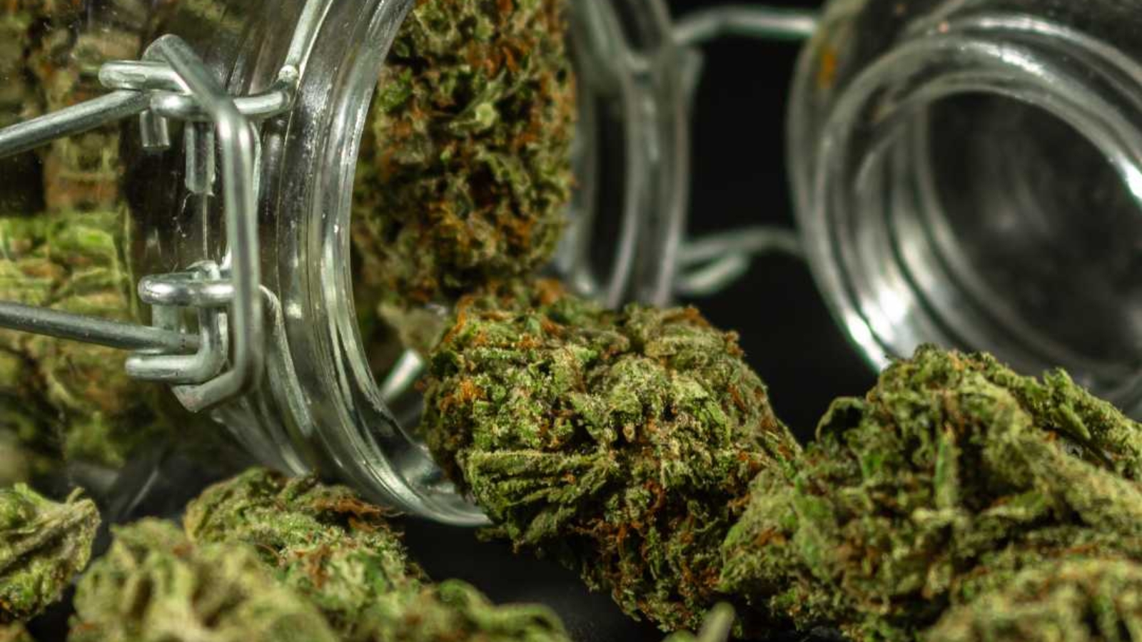 Cannabis Curing