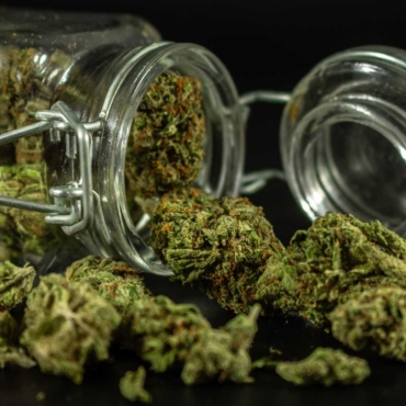 Cannabis Curing