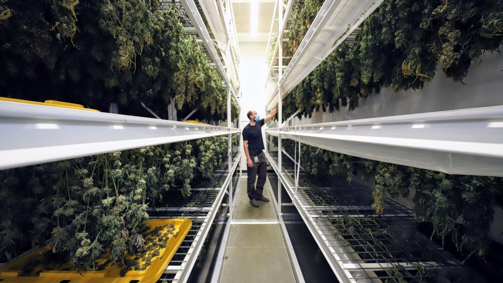Curing
