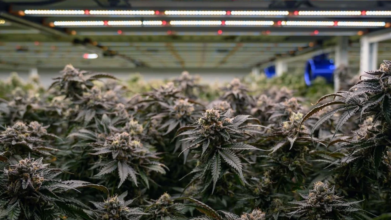 Cannabis flower plant