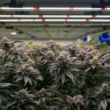 Cannabis flower plant