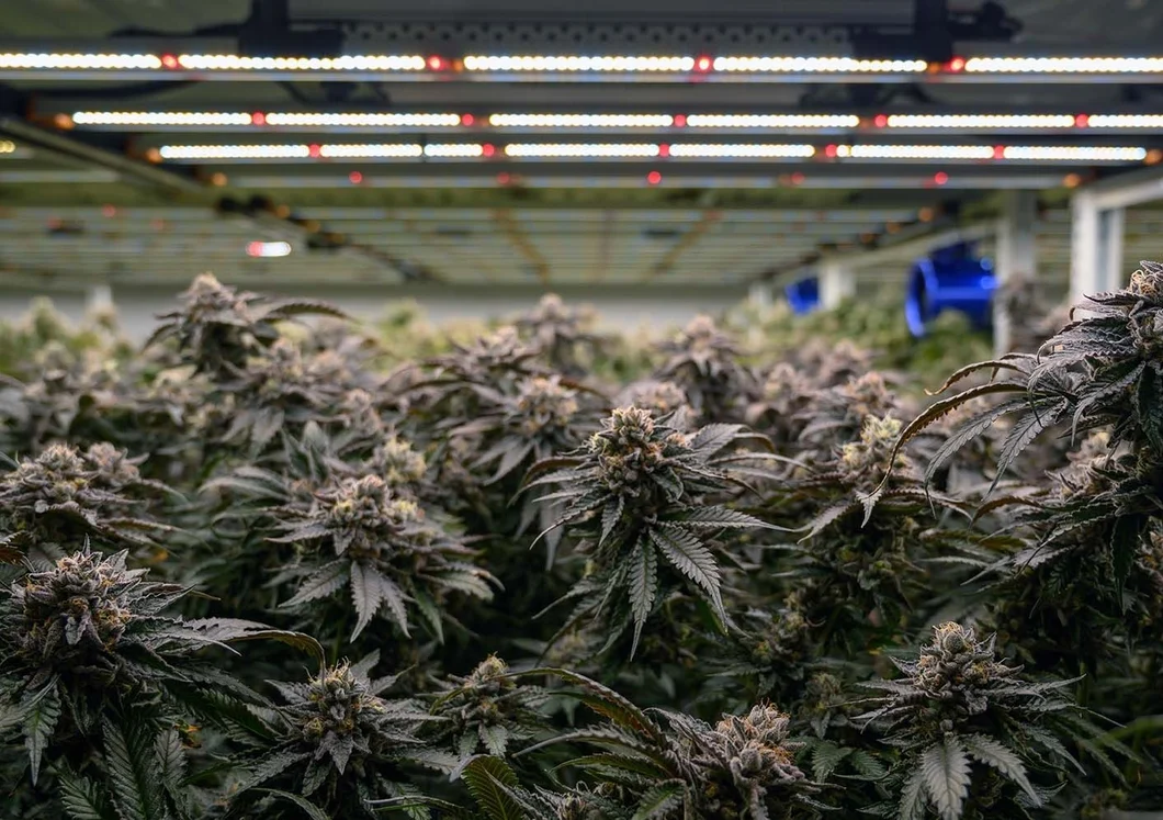 Cannabis flower plant