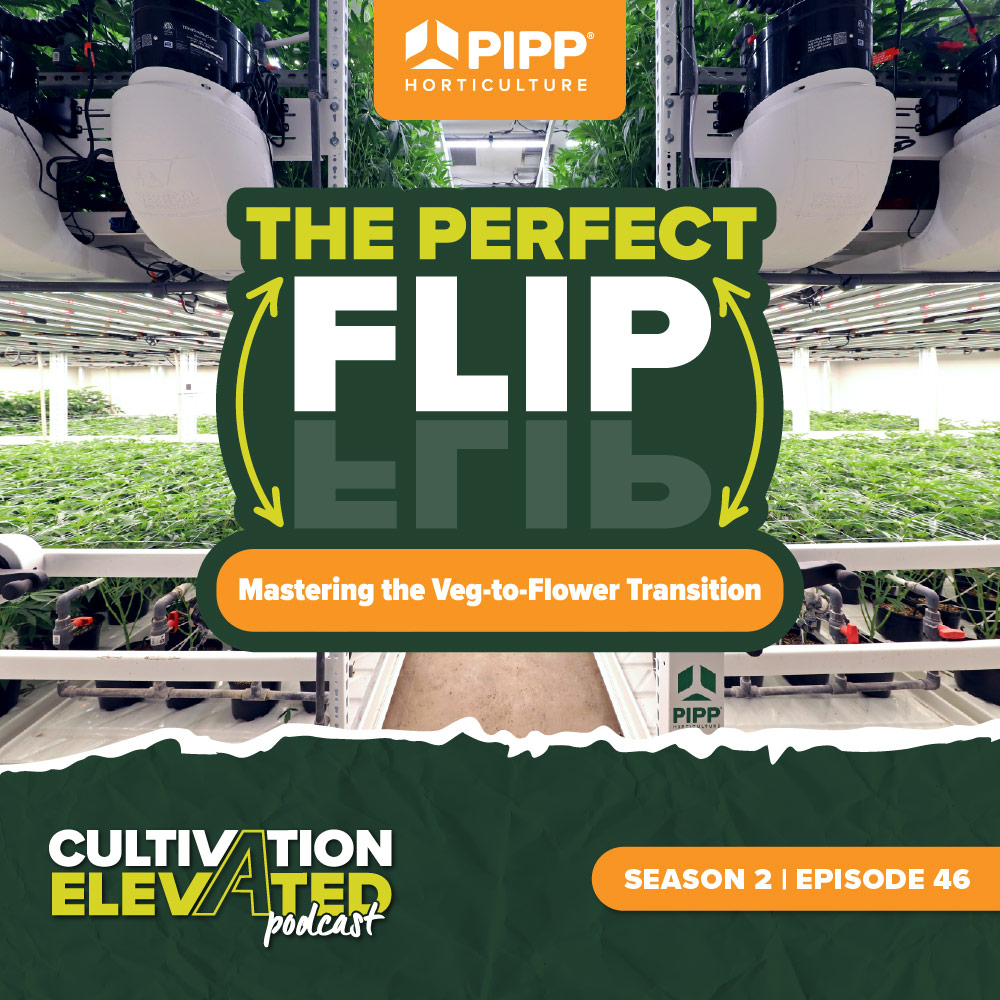 The Perfect Flip: Mastering the Veg-to-Flower Transition
