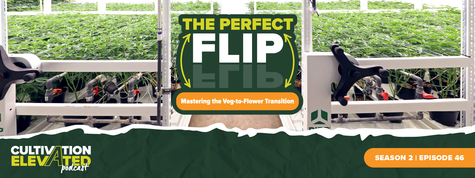 The Perfect Flip: Mastering the Veg-to-Flower Transition