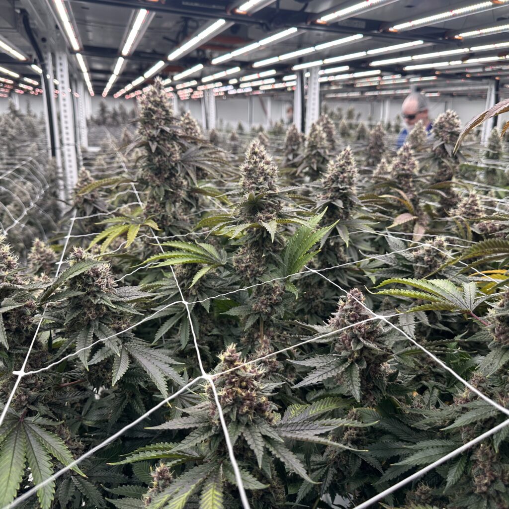 cannabis plant in a growing facility