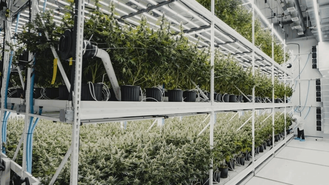 Efficient Cannabis Facility Design