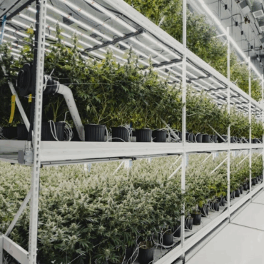 Efficient Cannabis Facility Design