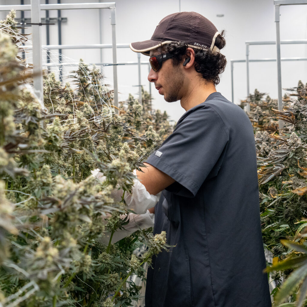 a man working in a cannabis facility