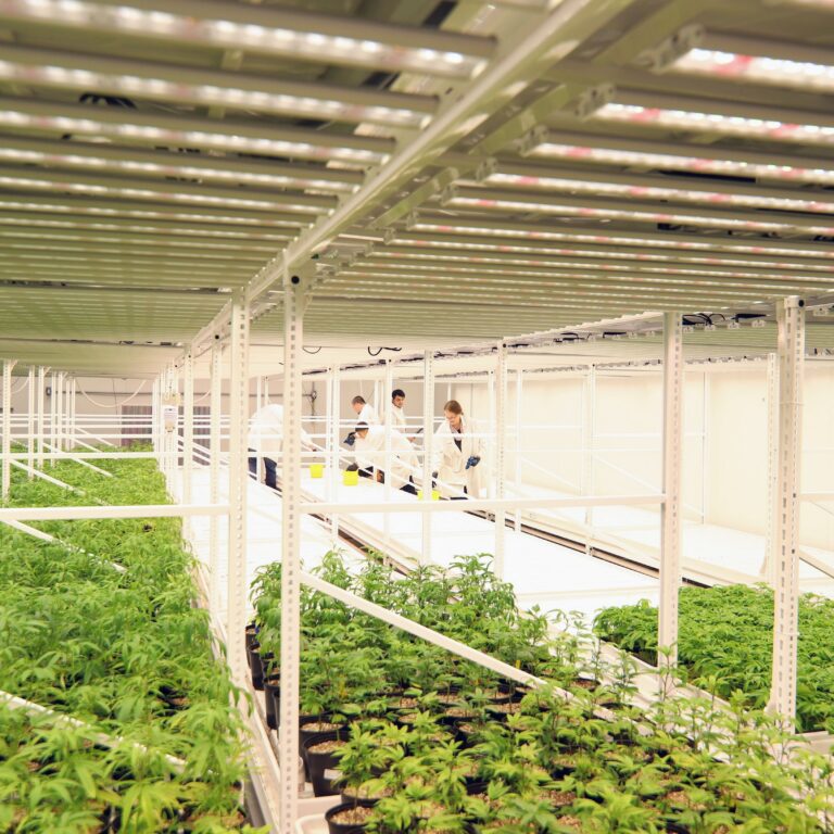 The 7 Most Expensive Mistakes in Cannabis Facility Design (and How to Avoid Them)