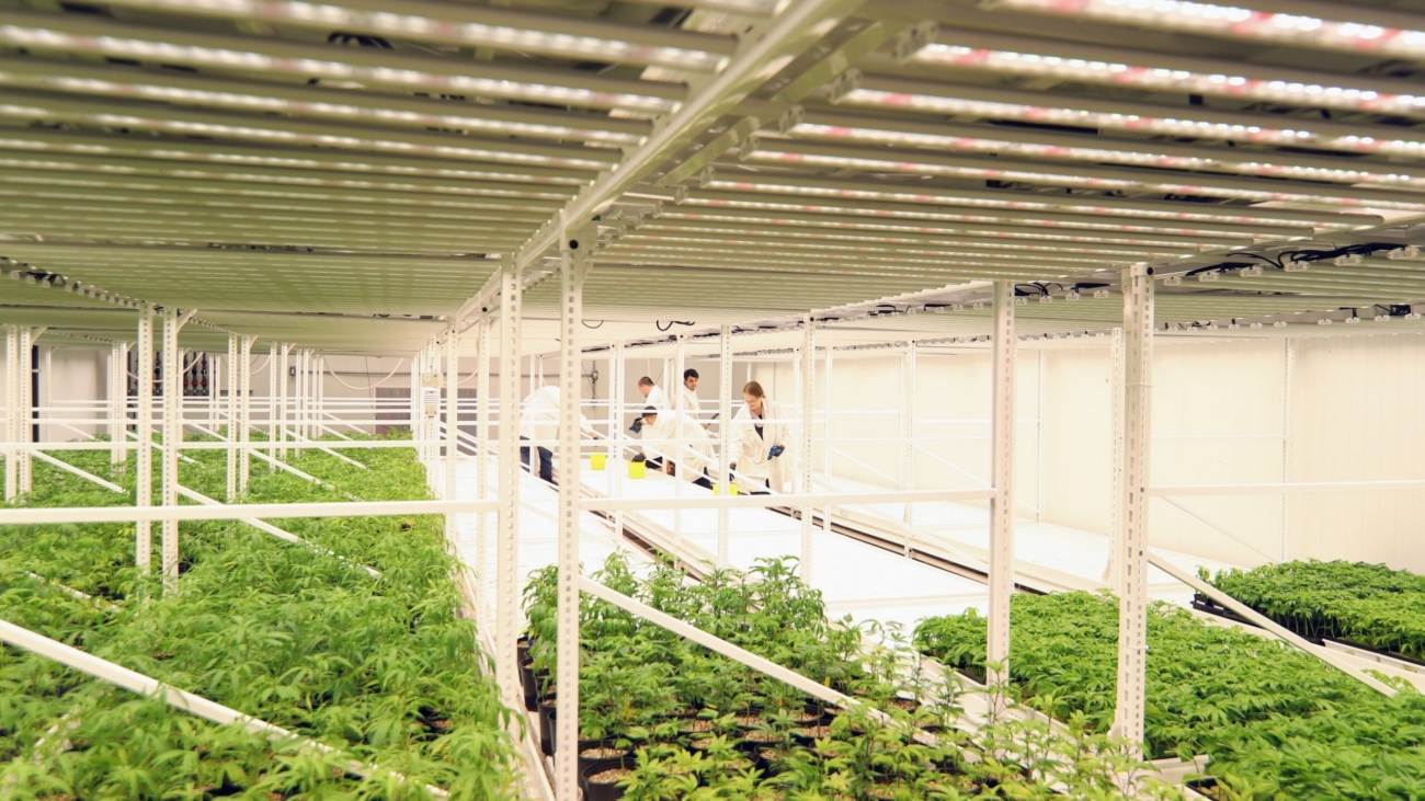 The 7 Most Expensive Mistakes in Cannabis Facility Design (and How to Avoid Them)