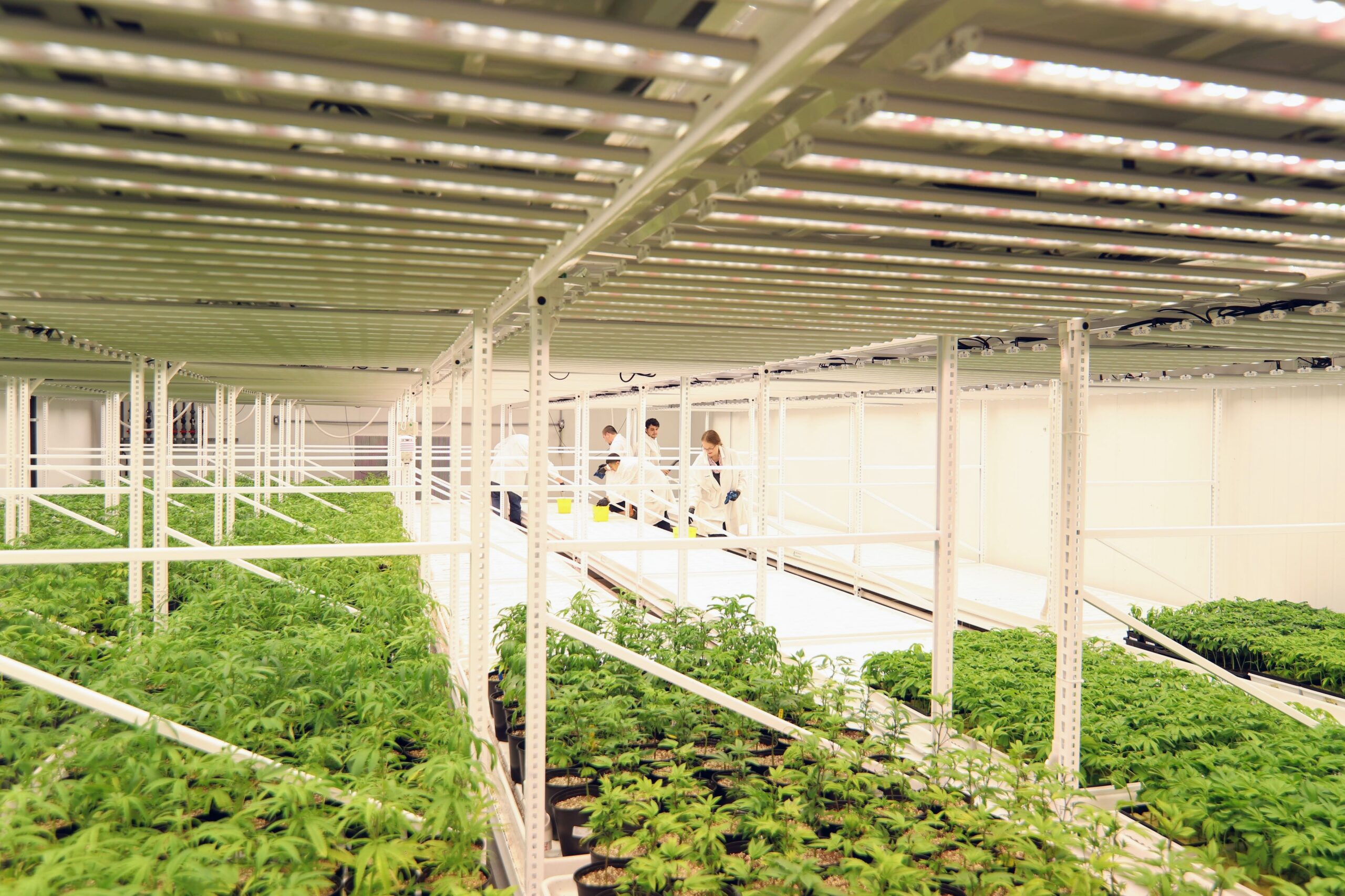 The 7 Most Expensive Mistakes in Cannabis Facility Design (and How to Avoid Them)
