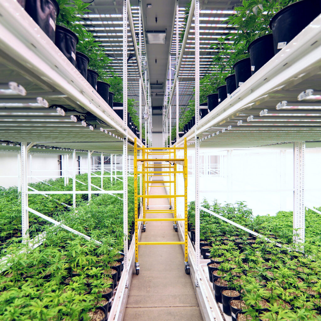 Multi-level grow racks in a cannabis facility