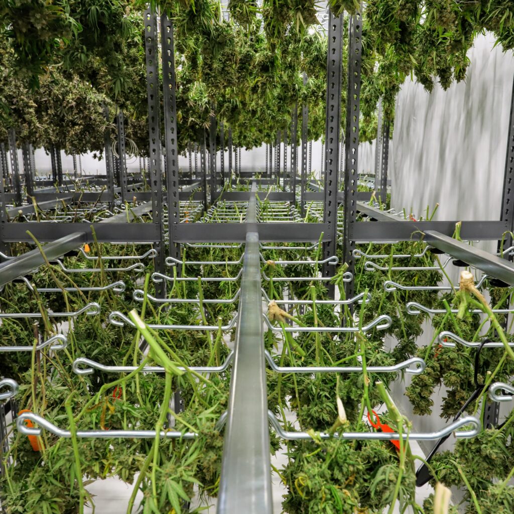 cannabis multi-tier vertical dry racks