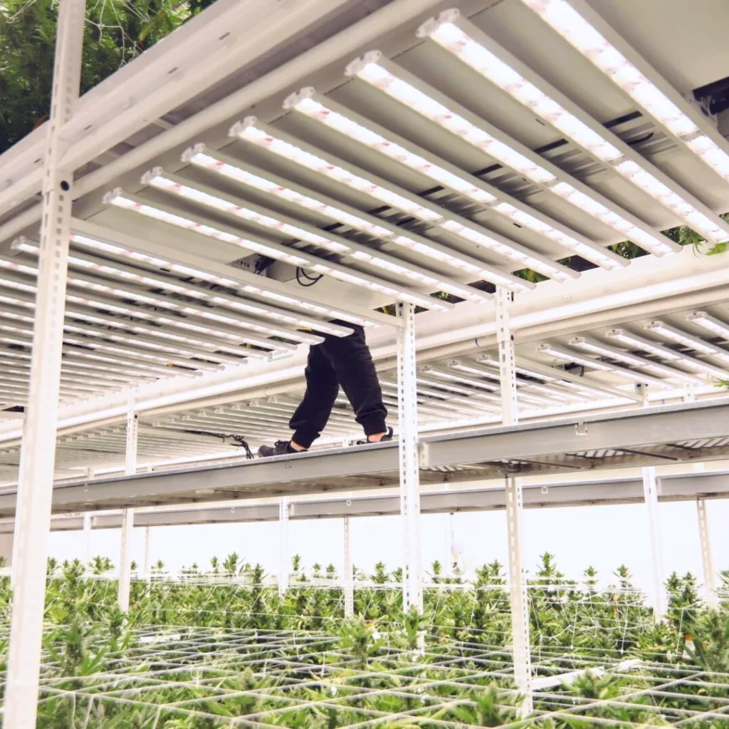 Multi-tier Pipp vertical grow system maximizing building volume in an indoor cannabis cultivation facility.