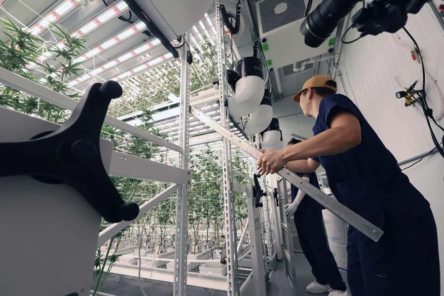 Cultivation team working with Pipp vertical grow systems inside an indoor cannabis cultivation facility.