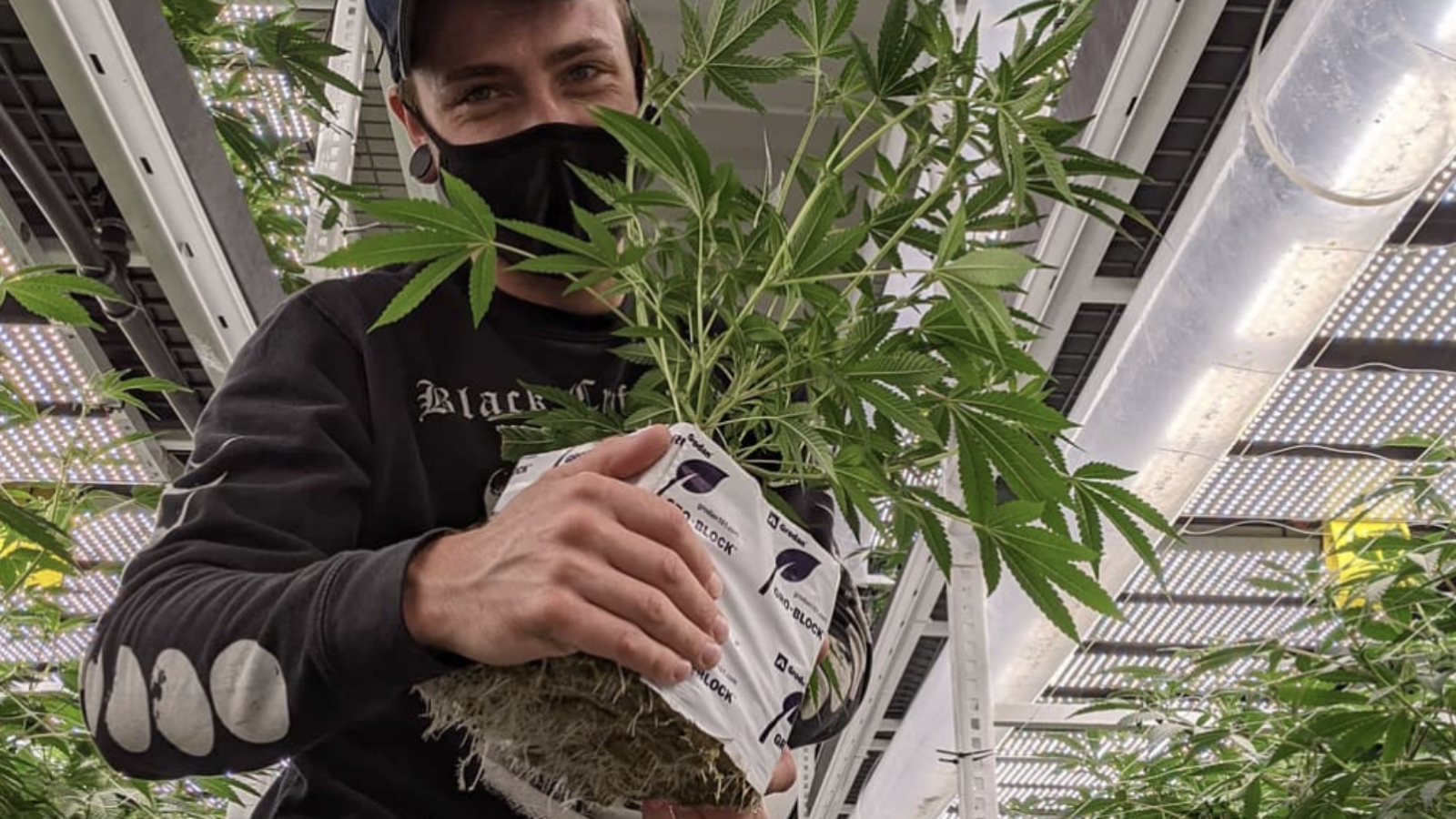 Cultivator handling a cannabis plant inside a multi-tier indoor cultivation facility.