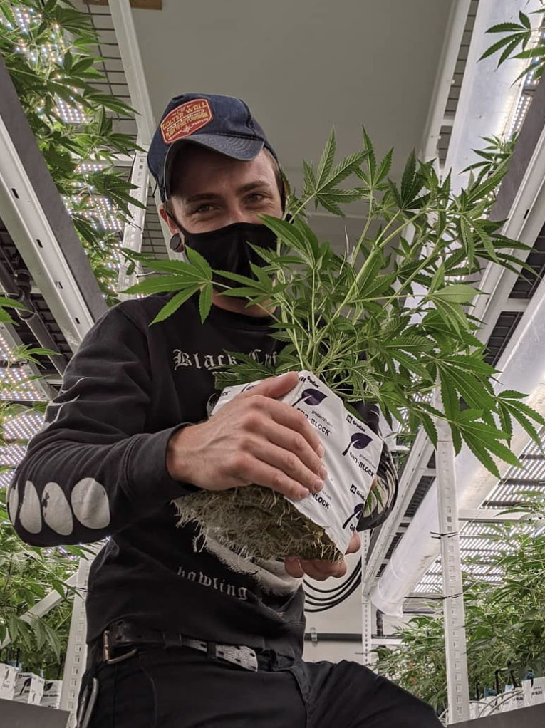 Cultivator handling a cannabis plant inside a multi-tier indoor cultivation facility.