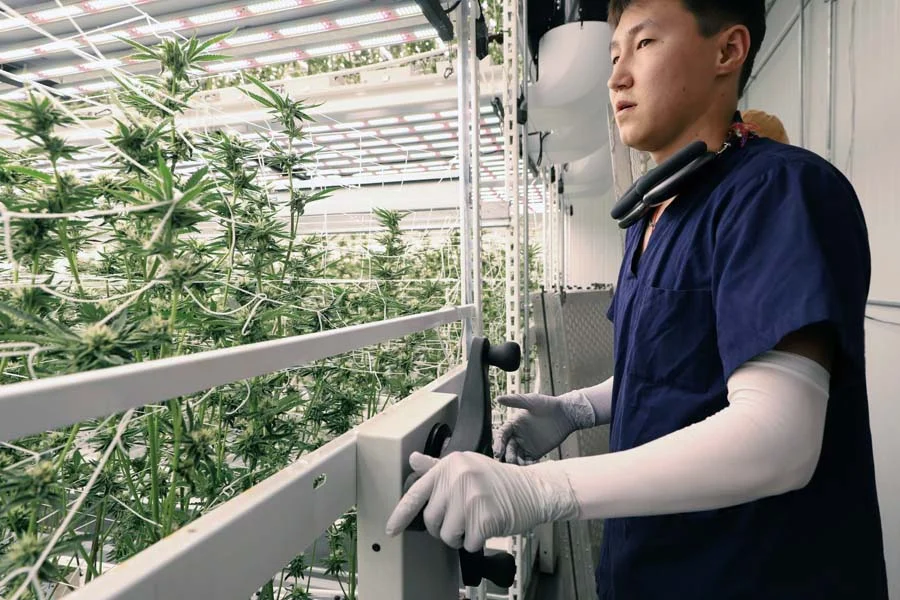 pipp-mobile-carriages-cannabis-cultivation