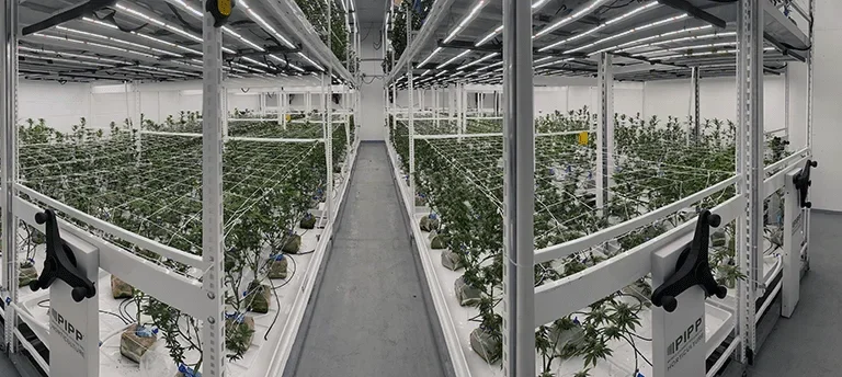 Multi-tier indoor cultivation facility with PIPP vertical grow racks and integrated LED lighting