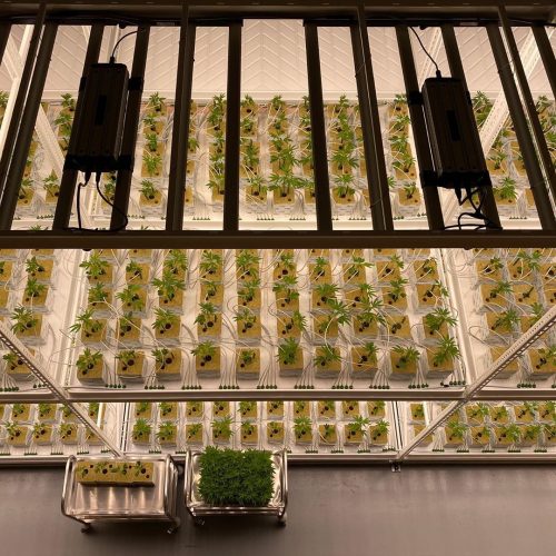 Pipp Horticulture Mobile Vertical Grow Racks - Vertical Farming