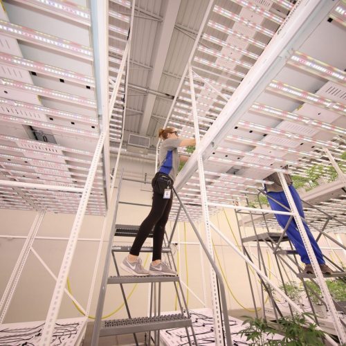 Leafline Labs Team Cannabis Cultivation