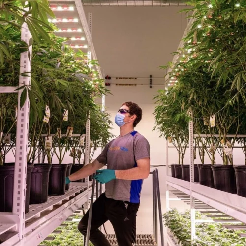 Leafline Labs - Pipp Horticulture Mobile Vertical Grow Racks