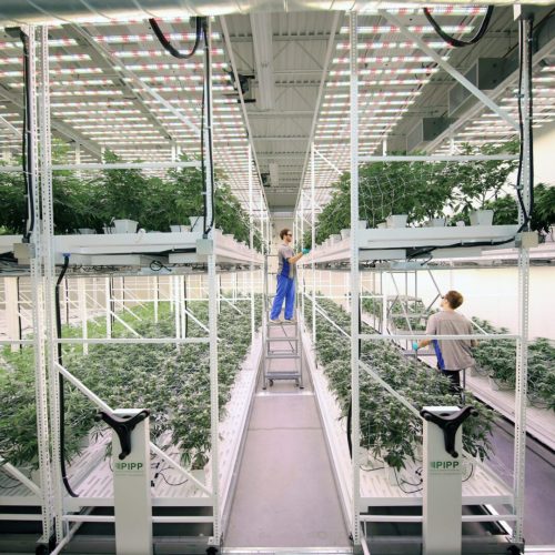 Leafline Labs Team Cannabis Cultivation