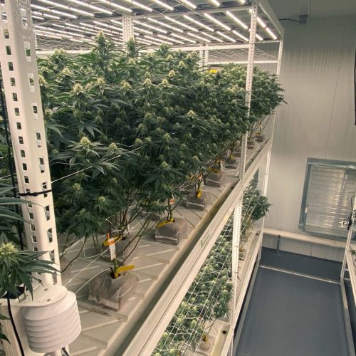 Greenhaus Industries Grow Trays