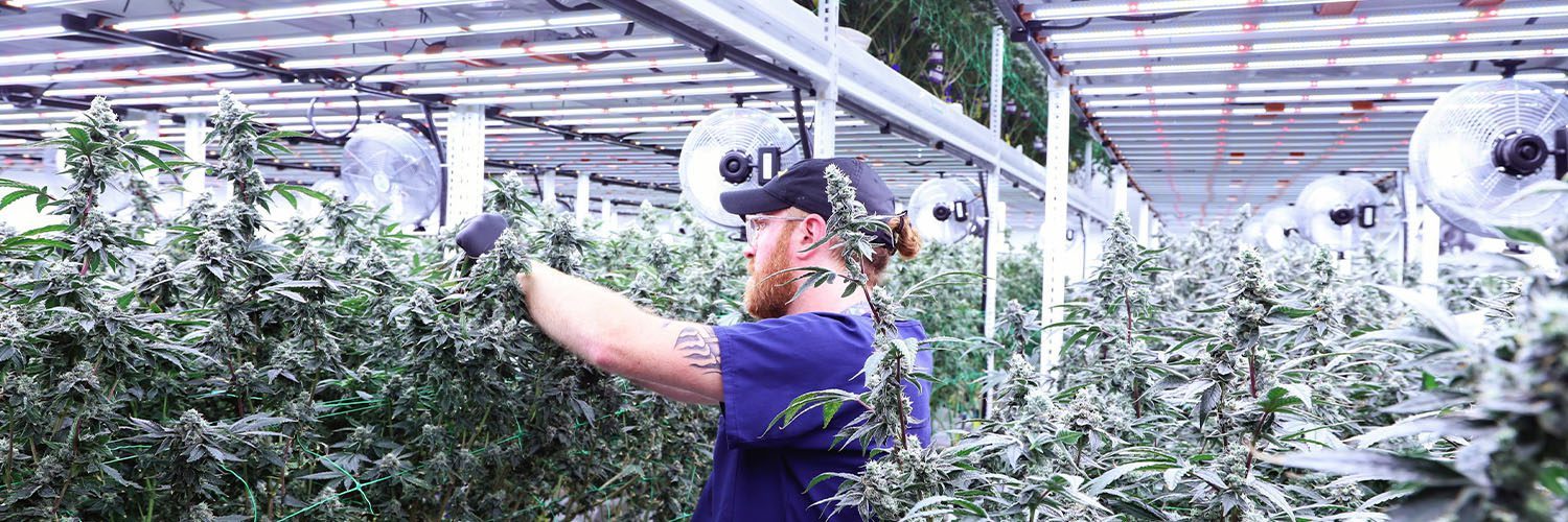 Pipp Horticulture at Culta