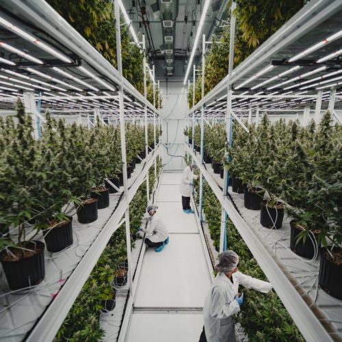 Mobile Vertical Grow Racks for CBD