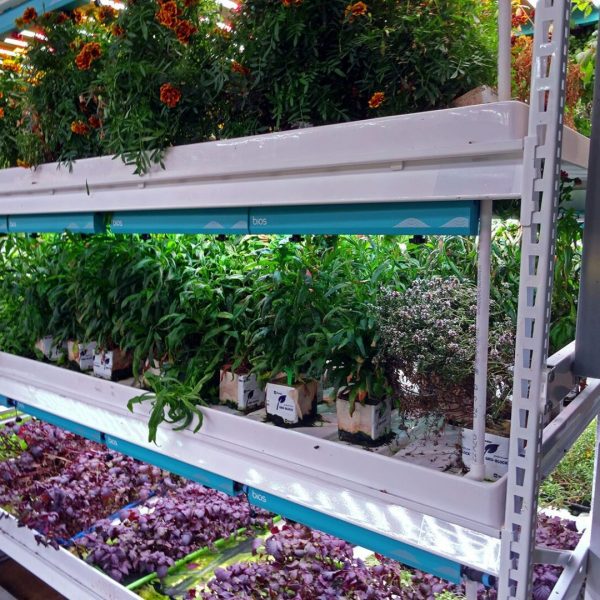 Pipp Horticulture Mobile Vertical Grow Racks System at Farm.One in New York