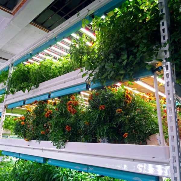 Pipp Horticulture Mobile Vertical Grow Racks System at Farm.One in New York