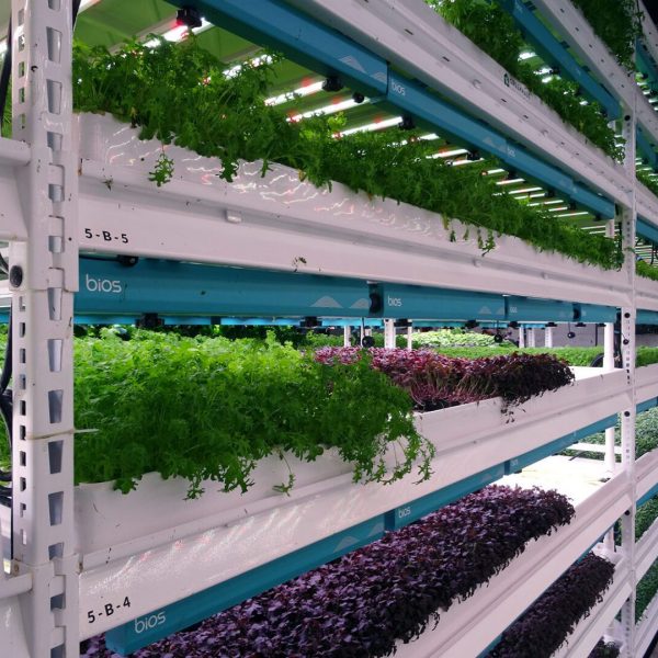 Pipp Horticulture Mobile Vertical Grow Racks System at Farm.One in New York
