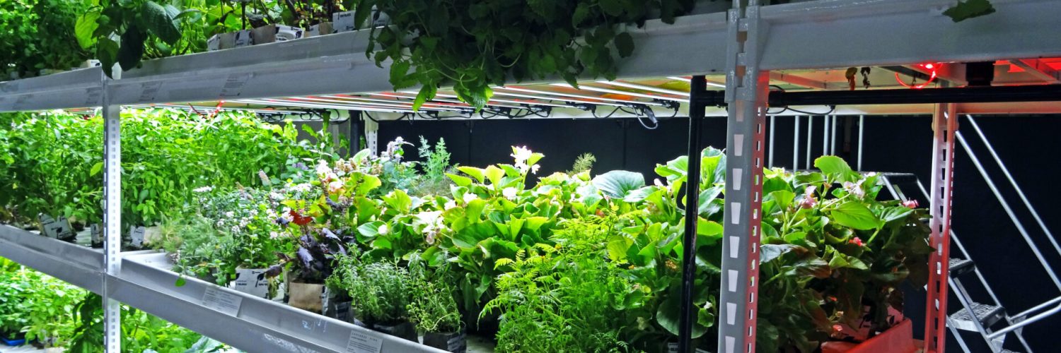 Micro Greens on Pipp Horticulture Vertical Grow Racks