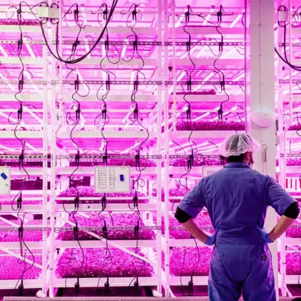 Cannabis Grow Facility Using Multi-Tier Grow Racks with Airflow Solutions by Vertical Air Solutions